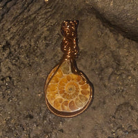 Ammonite Fossil, Item #P2451