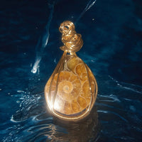Ammonite, Item #2685